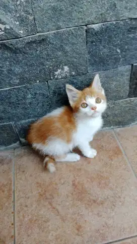 Kitten Jantan Mixdom 3 bulan