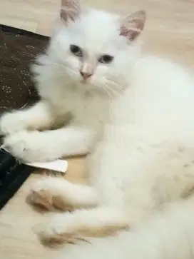 Kucing putih persia
