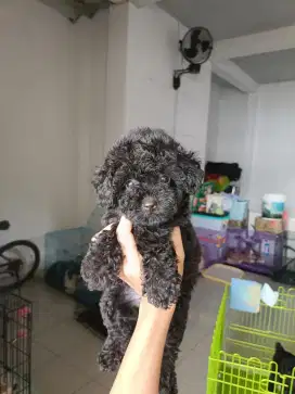 TOY POODLE Black jantan