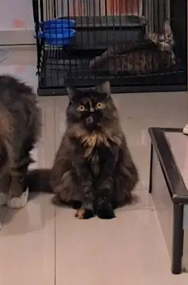 Kucing Adult Persia