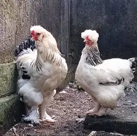 Ayam Hias Park Brahma