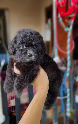 TOY POODLE SILVER JANTAN