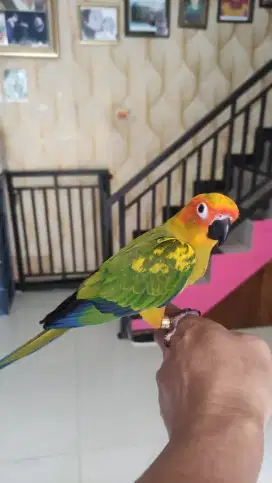 Sunconure jinak