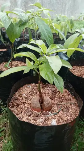 Bibit alpukat miki