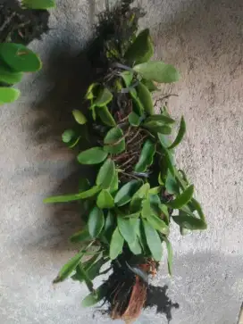 Tanaman Picisan Sisik naga