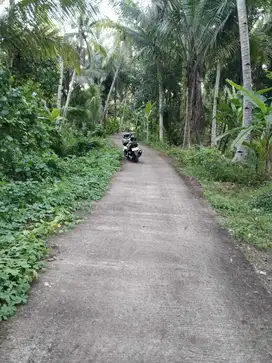 JUAL TANAH DI KANOMAN PANJATAN KULONPROGO