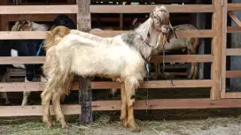 Jual kambing domba qurban / kurban, aqiqah dll Free Ongkir Jabodetabek