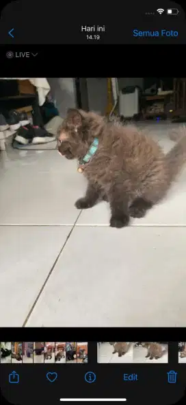 KITTEN LONGHAIR FLATNOSE BULU KAPAS