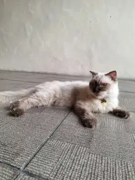 Kucing himalaya scottishfold