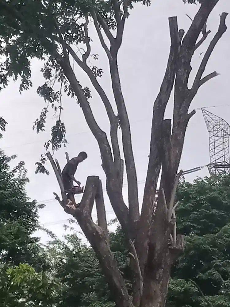 Jasa tebang pohon