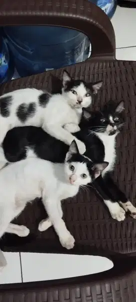 Free open adop kucing