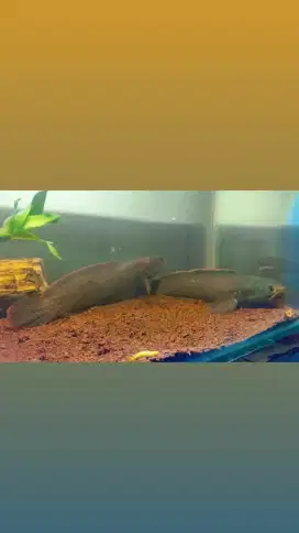 Channa Limbata Pair