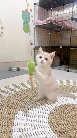Kucing BSH Munchkin NS ( Tidak Cebol ) Bico Fawn Jantan