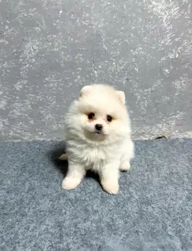 For sale Anjing Minipom