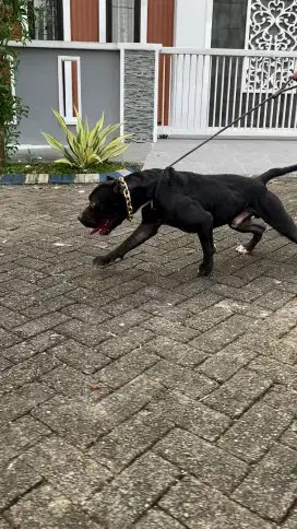 Pitbull jasa pejantan super