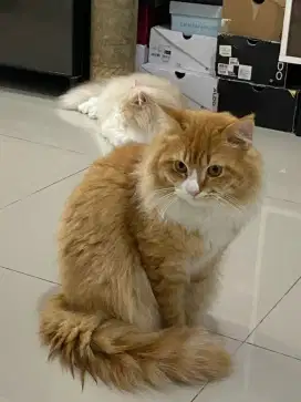 Kucing Persia Jantan