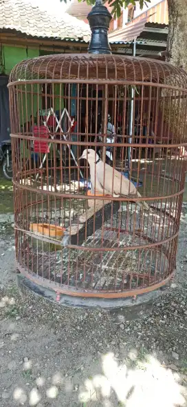 puter pelung jantan gacor