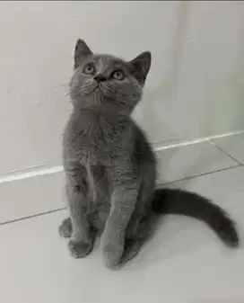 Kucing kitten British Shorthair