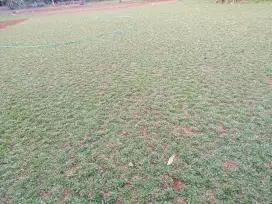Rumput gajah mini#ruput taman