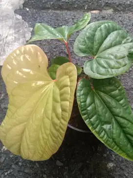 Pohon anturium sirih