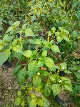 Pohon cabai rawit merah