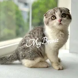 Kucing scottish triple fold jantan anak import