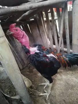 Ayam saigon sepasang