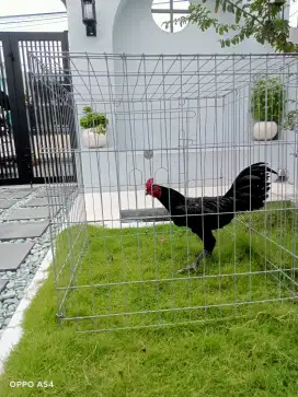 Ayam Pama/Itachi uchiha