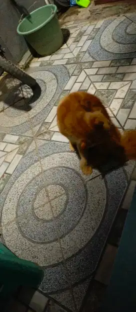 Kucing beserta kandang