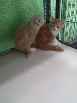 Kucing persia mix maencon