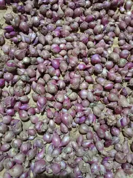 Bawang merah tanggung