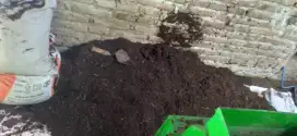 Pupuk kandang/cemendil