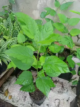 Bibit tanaman murbei