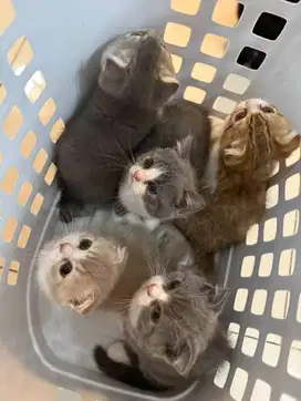 Anak kucing British and Scotish