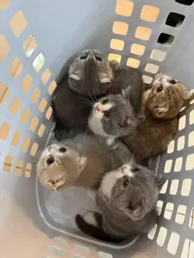 Anak kucing British and Scotish