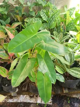 Tanaman Philodenron Burlemax