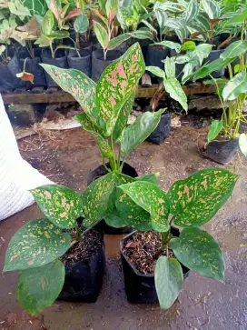 Tanaman Aglonema Rubby