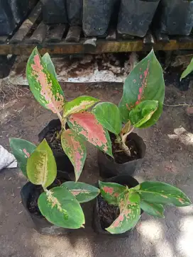 Tanaman Aglonema Kochin