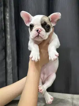 French bulldog betina
