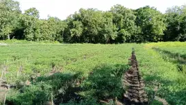 Tanah murah pekarangan fisik sawah