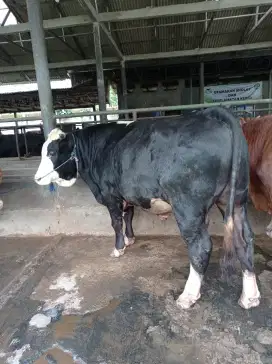 JUAL SAPI QURBAN 1446 H