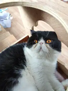 Kucing Jantan Exotic Shorthair