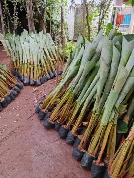 pisang kalatea taman dan tanaman hias