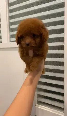 Poodle red supertiny