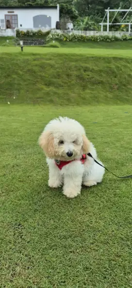 puppy toy poodle umur 3 bln sdh vaksin 2x