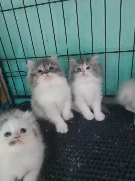 Kitten persia longhair# kitten persia# kitten lucu