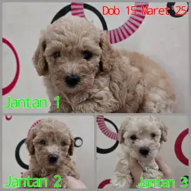 Poodle Janta Fawn