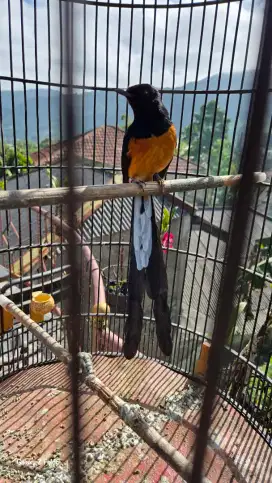 Murai medan Bahorok