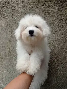 Bichon short leg murah