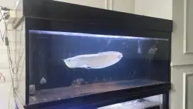 Akuarium dan ikan arwana